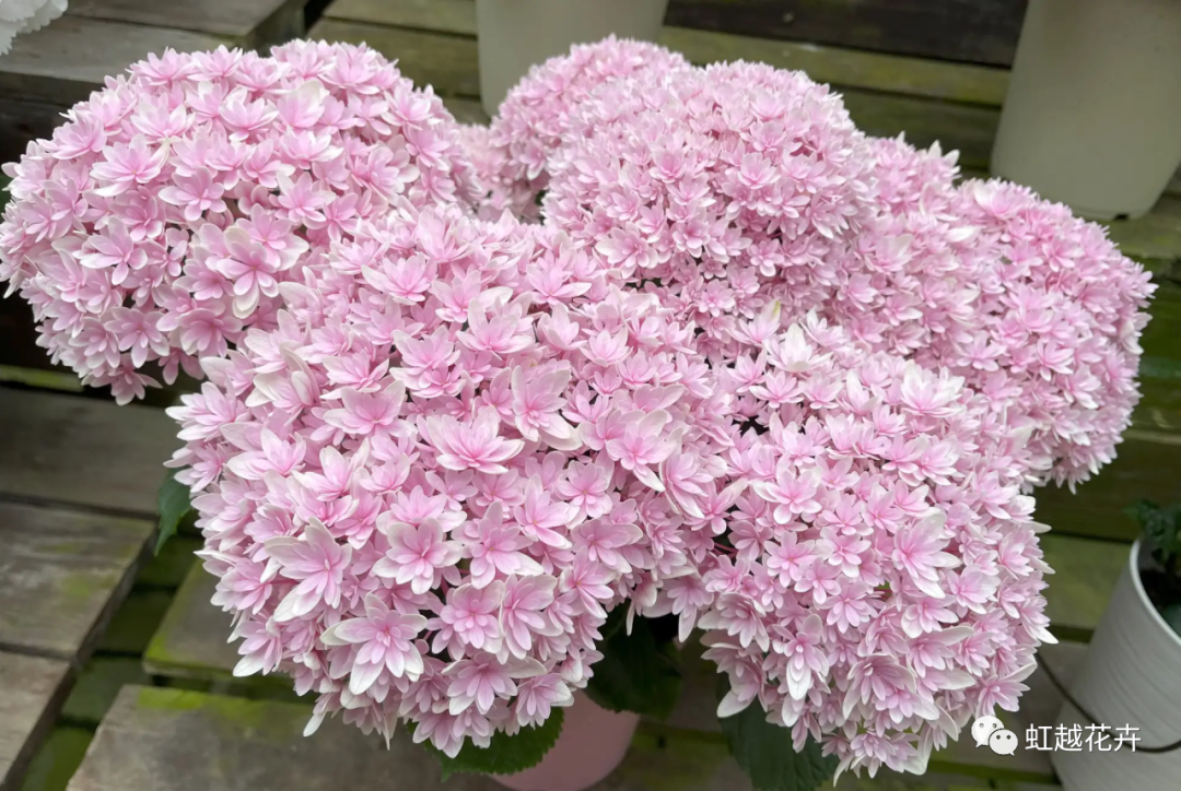 官宣｜虹越與日本加茂達(dá)成獨(dú)家合作！還會(huì)帶來這些超級(jí)新品